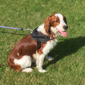 Strong/Car Dog Harness - Camo