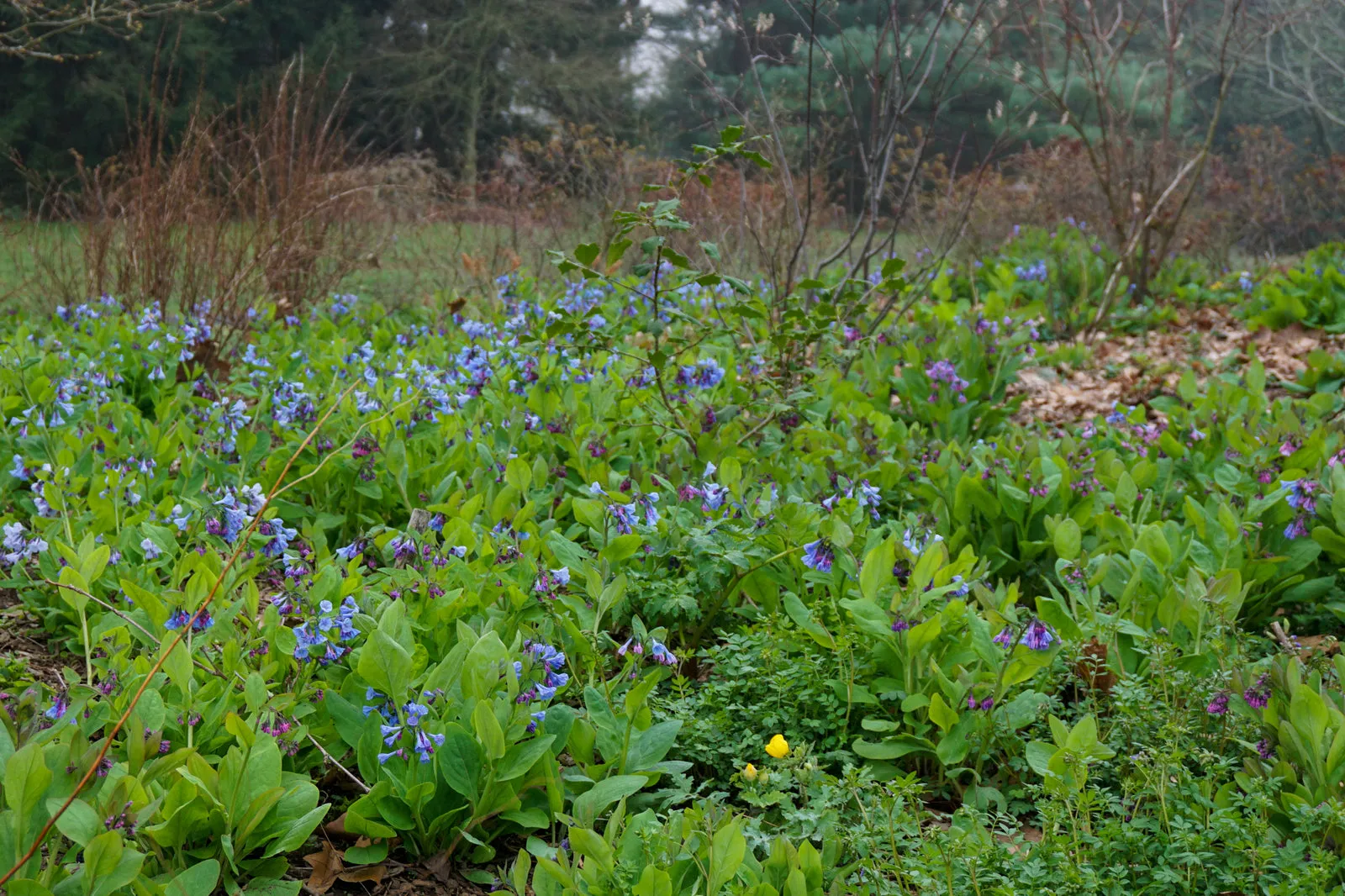 Virginia Bluebells - Mertensia virginica