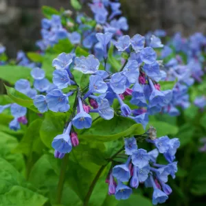 Virginia Bluebells - Mertensia virginica