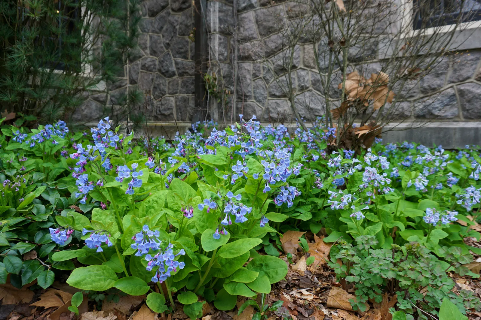 Virginia Bluebells - Mertensia virginica